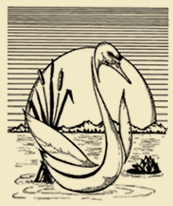 Swan Illustration